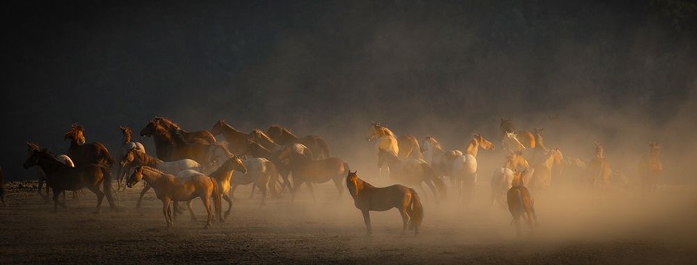Wild Horses art print by Sally Linden for $57.95 CAD